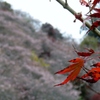 紅葉に四季桜