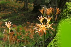 木漏れ日に輝き