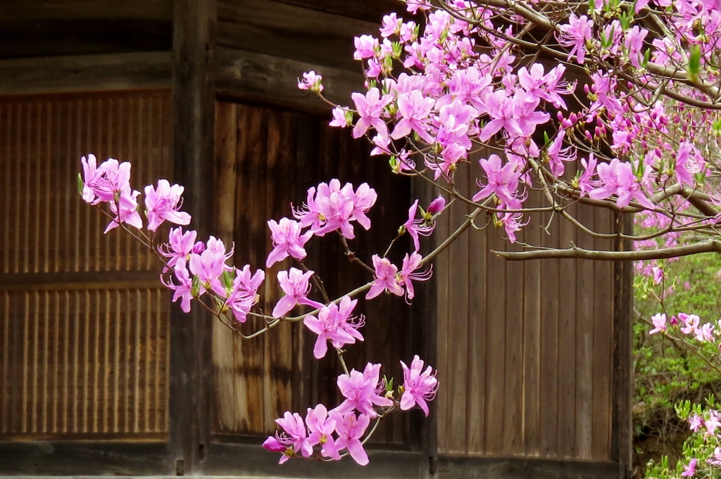 嫋やかに咲き進み