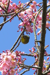 桜の園の訪問者