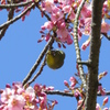 桜の園の訪問者