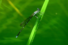 湿原の虫たち～モノサシトンボ