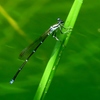 湿原の虫たち～モノサシトンボ