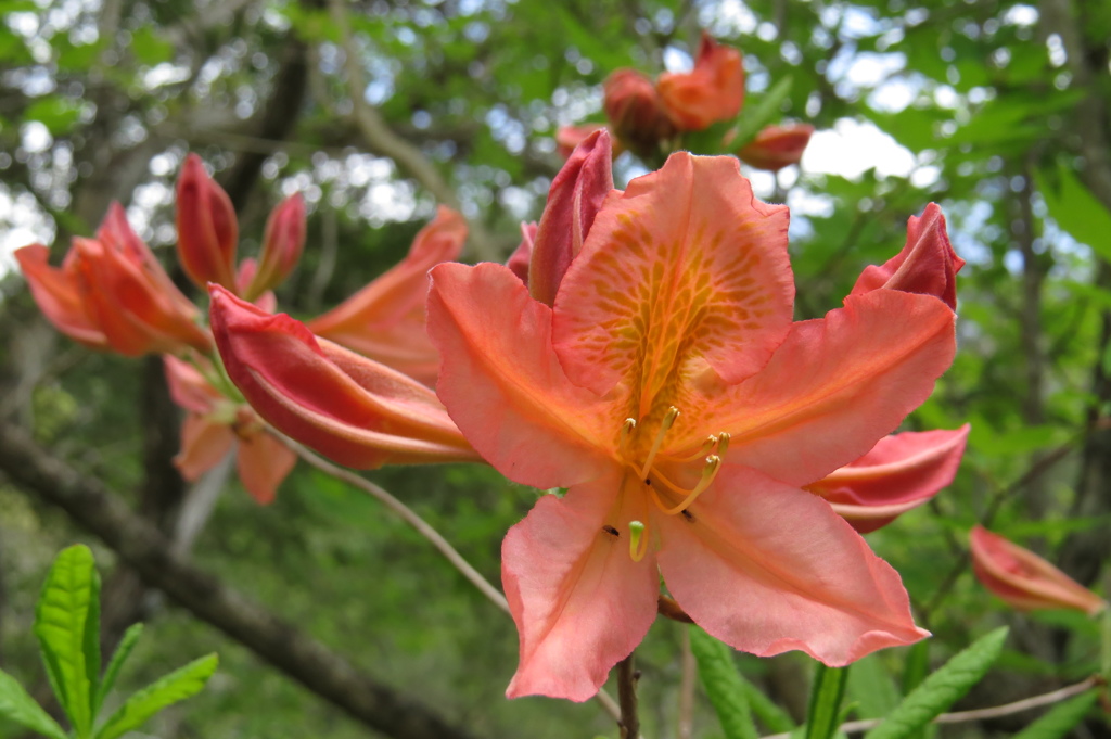 新緑に咲く～レンゲツツジ