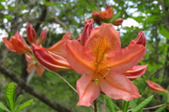 新緑に咲く～レンゲツツジ