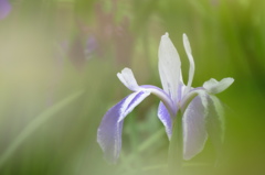 朧花～カキツバタ