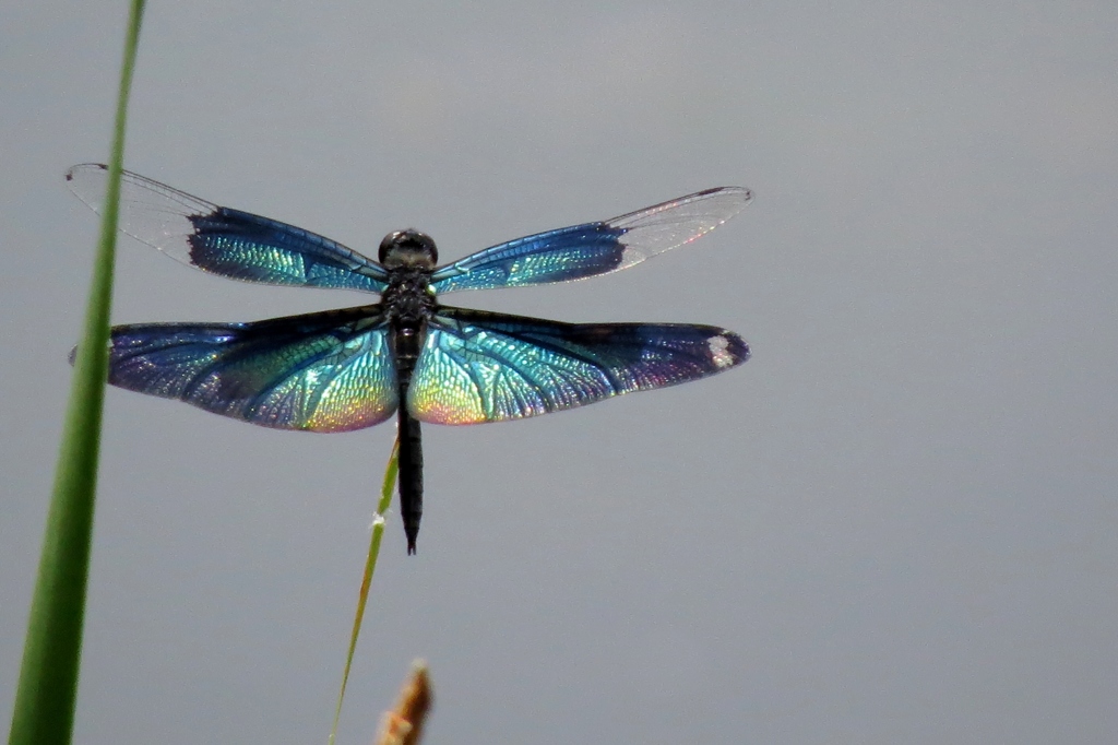 湿原の虫たち～チョウトンボ