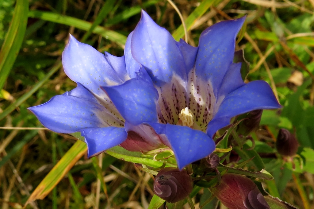 湿原の花たち～ホソバリンドウ