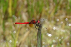 湿原の虫たち～ハッチョウトンボ♂