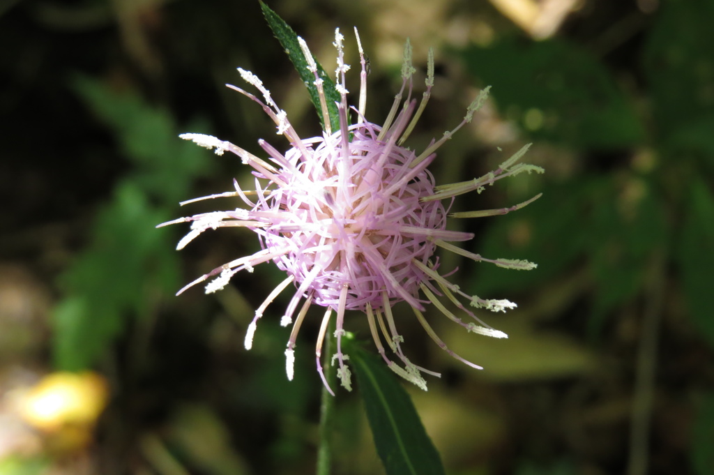 高原の花たち～スズカアザミ