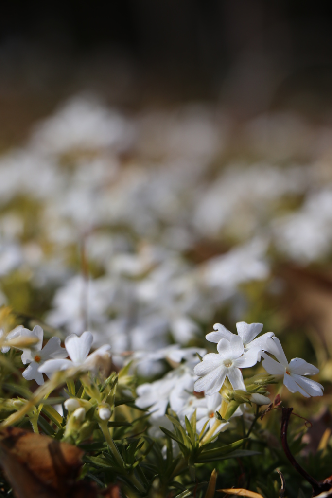 芝桜（白）