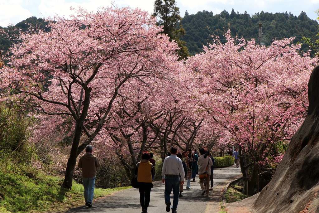 河津の桜並木～春爛漫