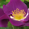 Favorite flower ~ purpl rose