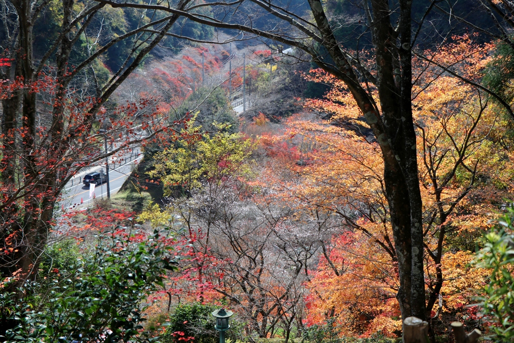 初冬に色付く～小原四季桜