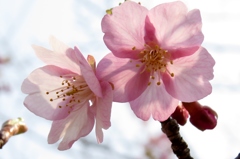 春を感じて～河津桜