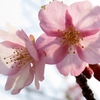 春を感じて～河津桜