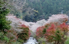 柿ヶ入沢散歩道