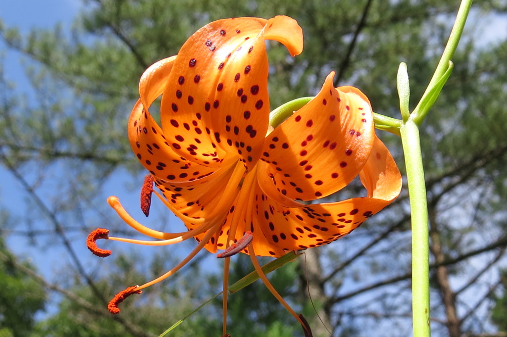 湿原の花たち～コオニユリ