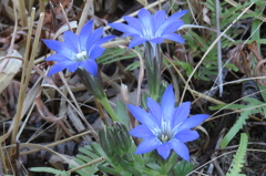 清楚な青紫花～ハルリンドウ