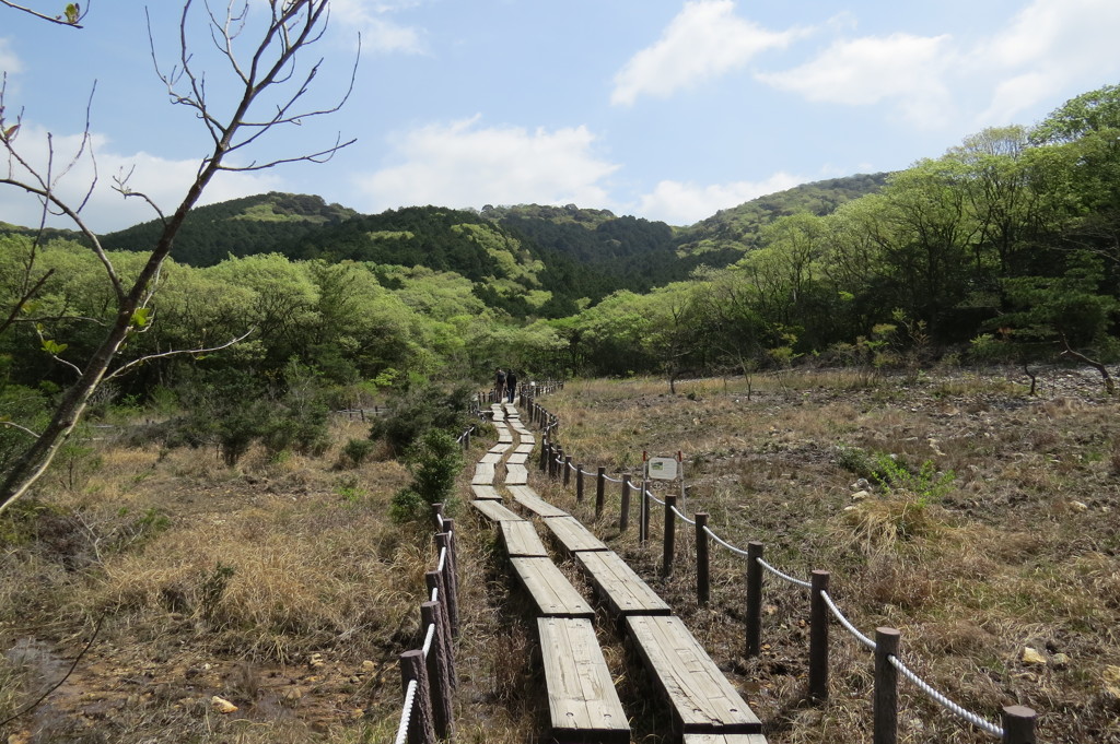 湿原の春～緑萌え