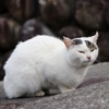 日向ぼっこ