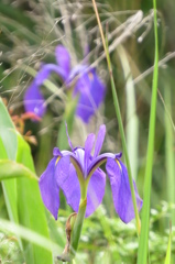 湿原の花たち～ノハナショウブ