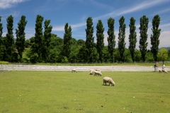 ブルーメの丘～grand pasture and blue sky