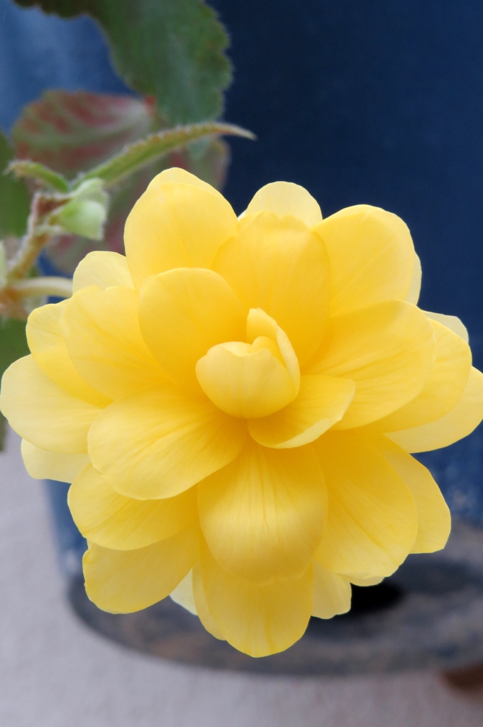 lemon yellow ～　球根ベゴニア
