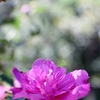 槿の花