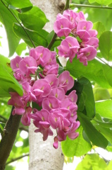 アカバナニセアカシアの花