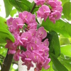 アカバナニセアカシアの花
