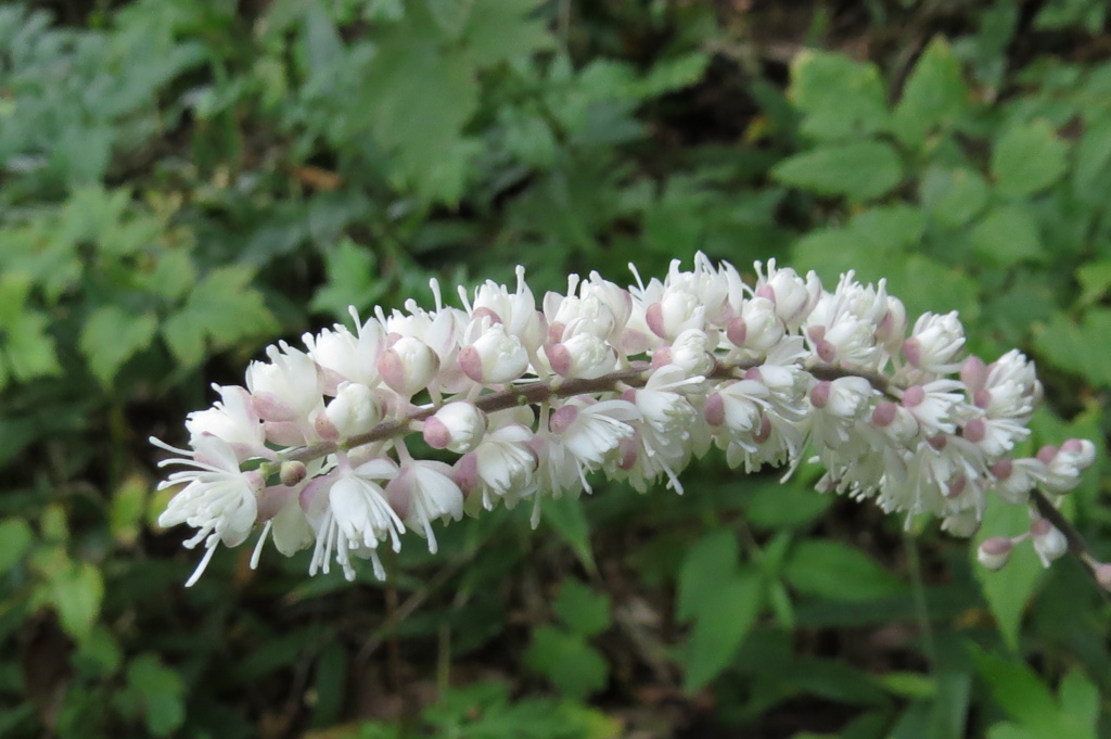 高原の花たち～サラシナショウマ(満開）