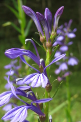 高原の花たち～サワギキョウ