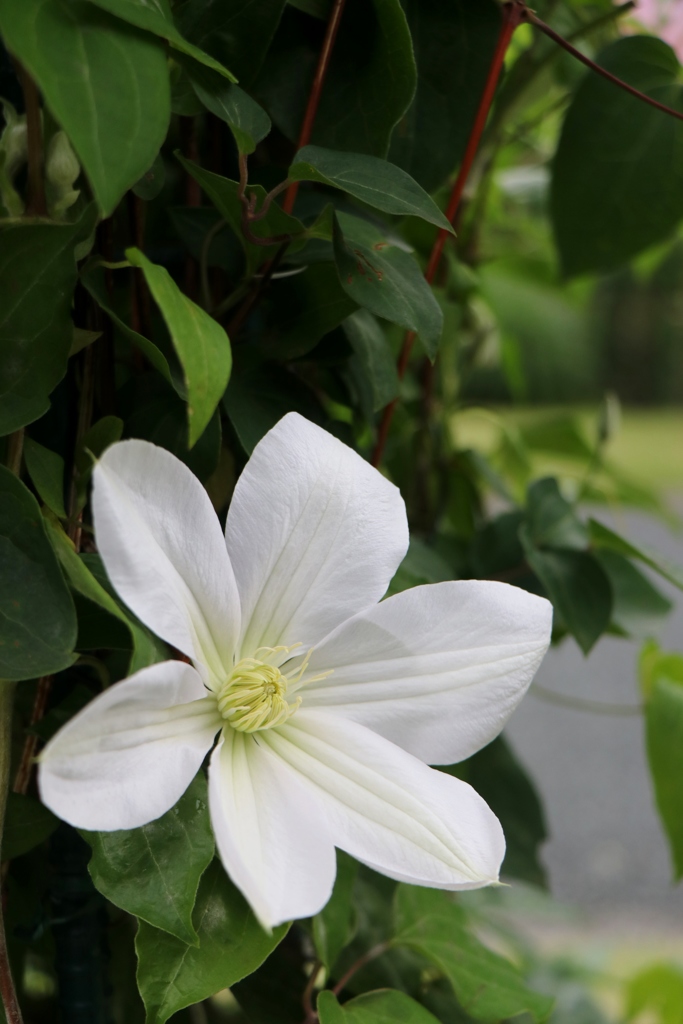 初夏の花たち～クレマチス白