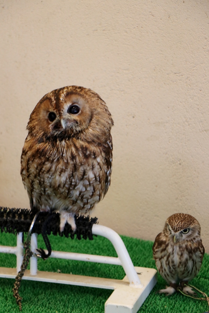 ブルーメの丘～owl