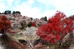 里山を彩る