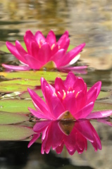夏色～赤花睡蓮