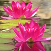 夏色～赤花睡蓮