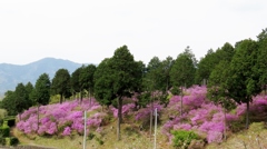 里山を彩る～コバノミツバツツジ