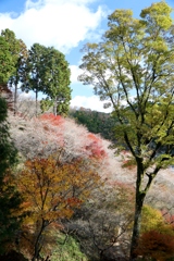 緑と黄と白～小原四季桜