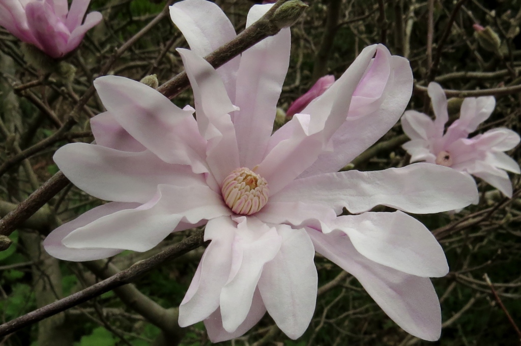 湿原の春～ほんのり桜色