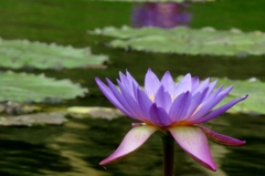 薄紫色を添えて～熱帯睡蓮