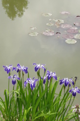 モネガーデンの花菖蒲たち