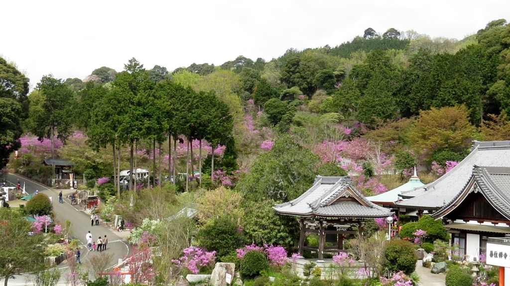 千年の古寺を彩る～コバノミツバツツジ