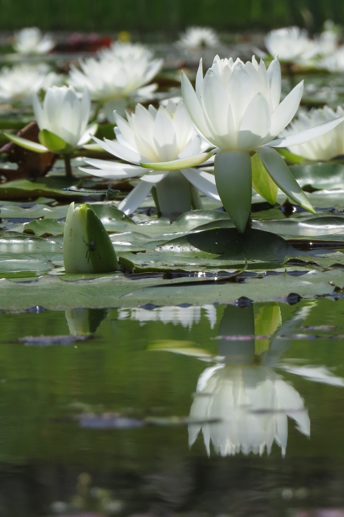 白の肖像～水面に写し