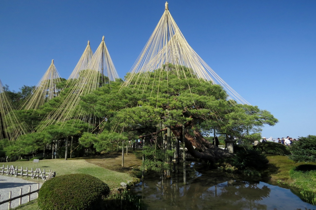 今週は～兼六園　雪つり姿