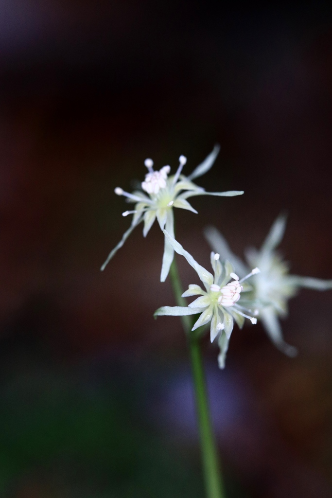 線香花火