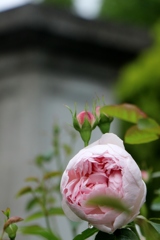 初夏に咲く花たち～綻び