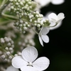 湿原の花たち～ノリウツギ