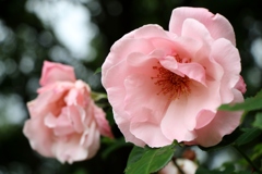 初夏に咲く～My Favorite Rose1